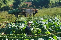 Viñales Tal / West-Cuba