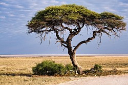 Etosha Salt Pan