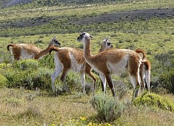 Guanacos