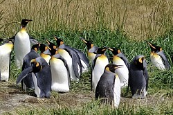 Königspinguine auf Feuerland