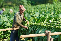 Tabakernte im Vinales Tal