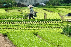 Auf dem Land - Vietnam