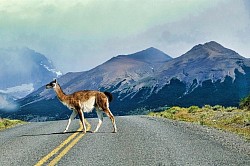 Guanaco - Patagonien