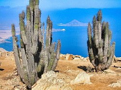 Pan de Azúcar - Pacific