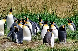 Königspinguine - Feuerland
