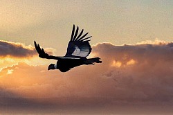 Condor
