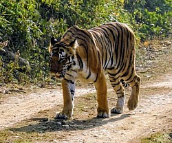 Corbett-Nationalpark